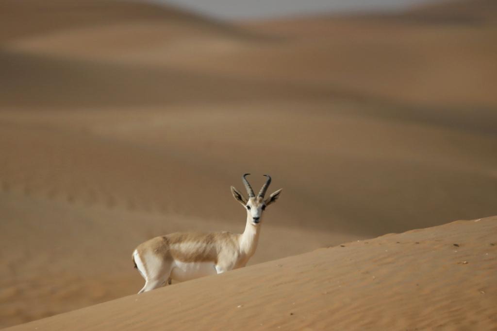 Arabian sand gazelle