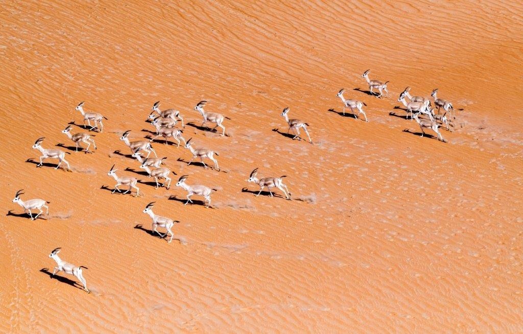 abu dhabi desert wildlife