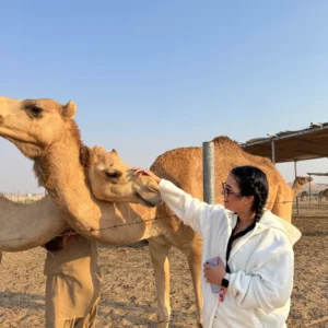 Morning vs Evening Desert Safari Abu Dhabi: Ultimate Guide