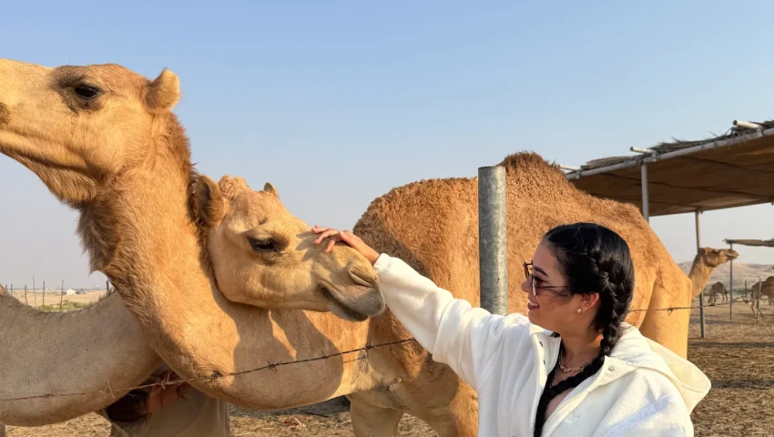 camel farm visit