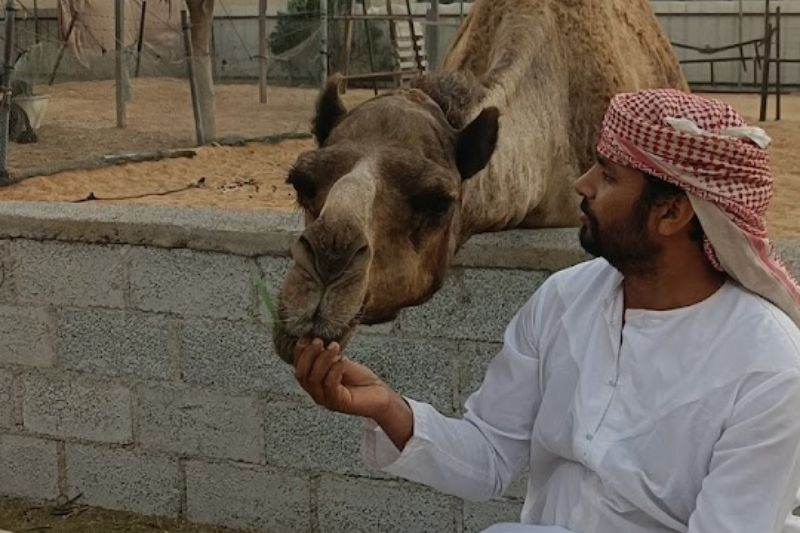 Visit the Camel Farm