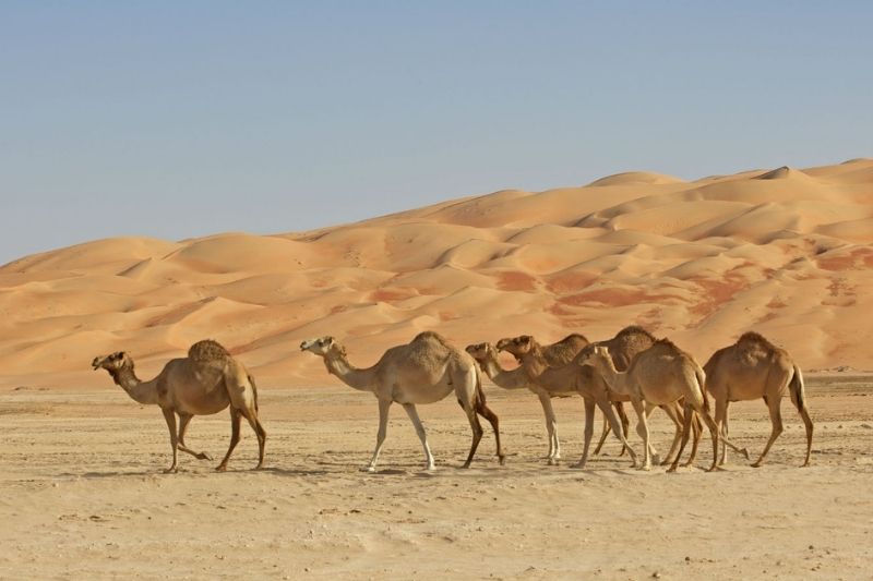 Full Day Liwa Desert Safari from Abu Dhabi